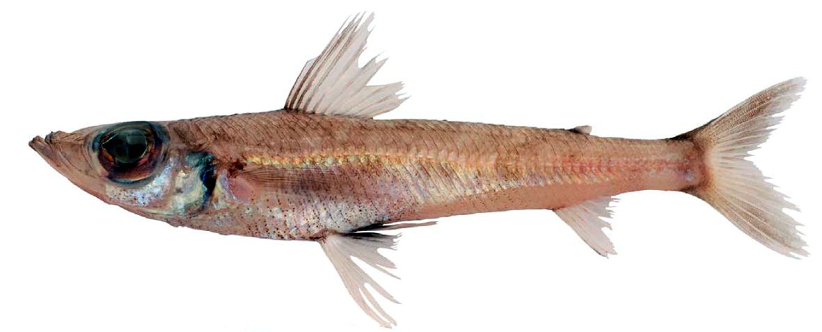 Chlorophthalmus agassizi_09.jpg